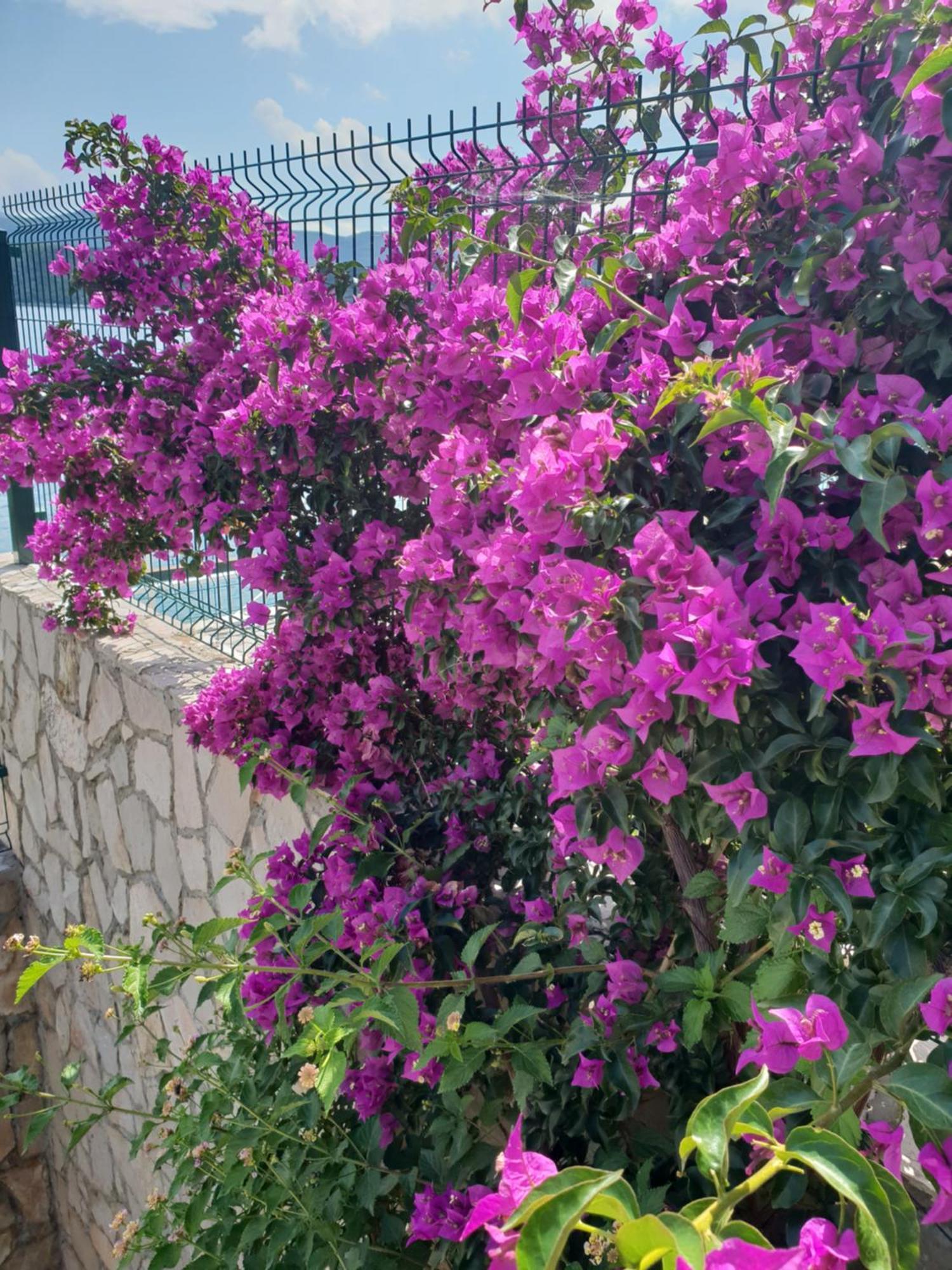 Apartments Cytrus Neum Εξωτερικό φωτογραφία